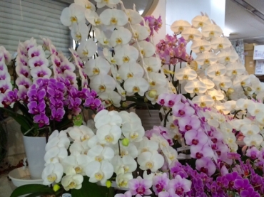 兵庫県神戸市須磨区の花屋 フタバ園本店にフラワーギフトはお任せください 当店は 安心と信頼の花キューピット加盟店です 花キューピットタウン